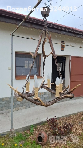 Красив полилей от еленски рога , снимка 5 - Полилеи - 54169100