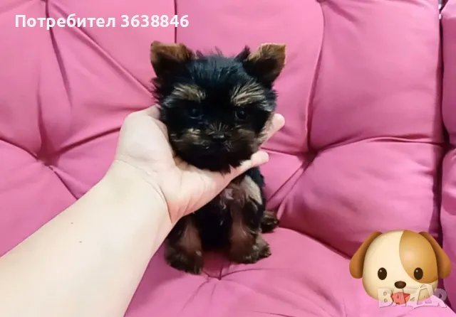 Мини йорки, снимка 8 - Йоркширски териер - 50403358