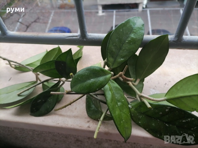 хоя резници ,Карноза и Аустралис, снимка 2 - Стайни растения - 53945547