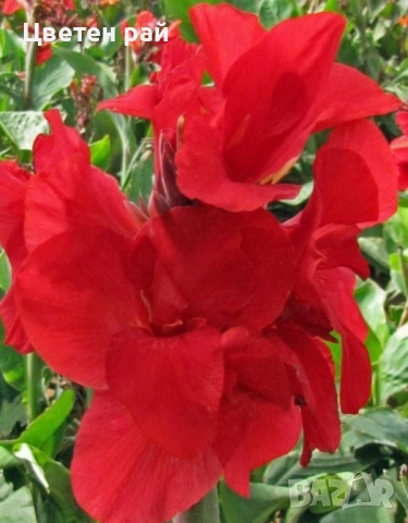 Три цвята канни с едри и гъсти цветове , снимка 3 - Градински цветя и растения - 52251161