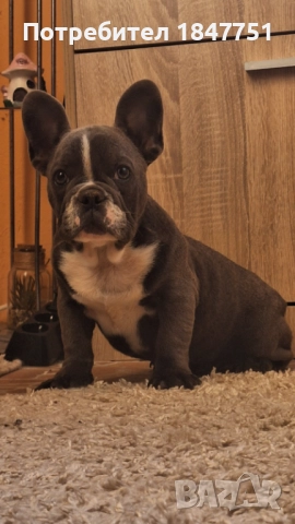 Сини булдочета, снимка 1