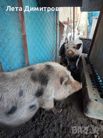 виетнамски около 340кг общо 700лв всичките