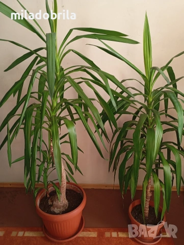 Юка, снимка 3 - Стайни растения - 53703267