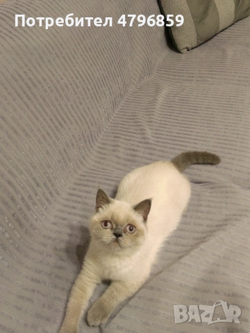  Женско Шотландско остроухо коте. , снимка 7 - Други - 54193542