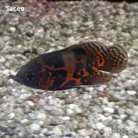 Оскар 6см, снимка 1