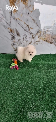 Померани със и без родословие, снимка 3 - Померан - 40676047