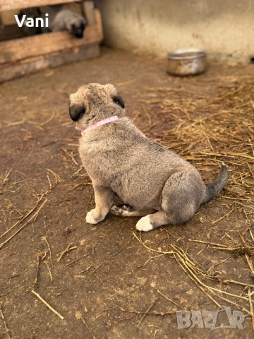 Кангал /Кангалчета, малки , снимка 15 - Кангал - 53493206