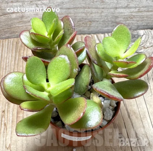 Crassula ovata v. minor, снимка 3 - Стайни растения - 48124887