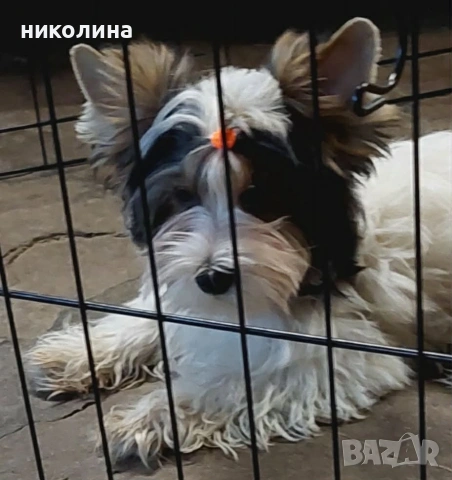 Йоркширски териер , снимка 8 - Йоркширски териер - 53637797