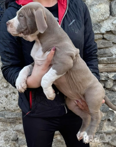 Американско були хл American bully XL, снимка 9 - Други - 51978331