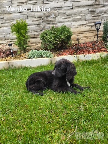 чистокръвно кокер шпаньолче, снимка 2 - Кокер шпаньол - 54059562