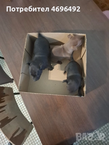 продавам пясъчни пинчери., снимка 5 - Пинчер - 52944172