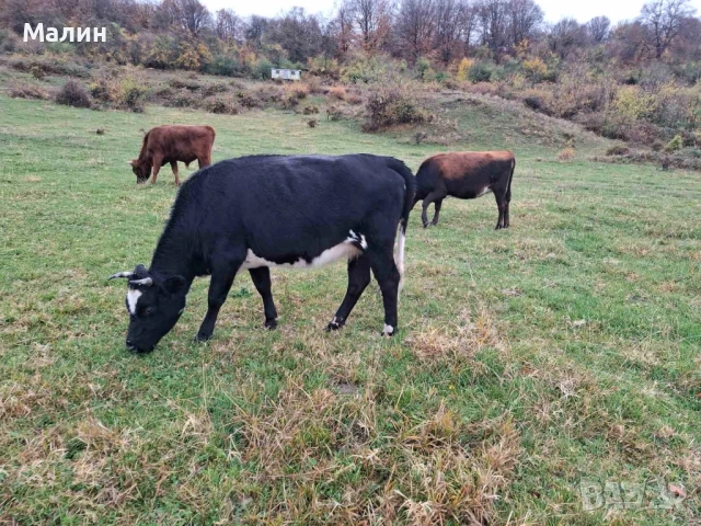 Телета (крави), снимка 11 - Крави - 52690607