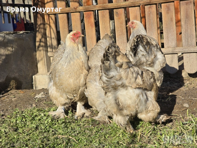 Продавам разплодни яйца от Брама Изабела/Brahma Isabella, снимка 10 - Кокошки и пуйки - 50242130