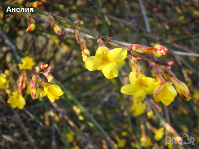 Зимен жасмин гол корен 1€, снимка 3 - Градински цветя и растения - 54220359