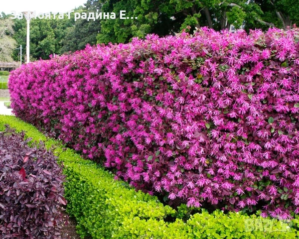 Лоропеталум , снимка 6 - Градински цветя и растения - 53636175