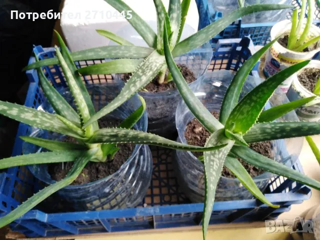 ЛЕЧЕБНО АЛОЕ ВЕРА и Дървовидно алое, снимка 4 - Стайни растения - 30210195