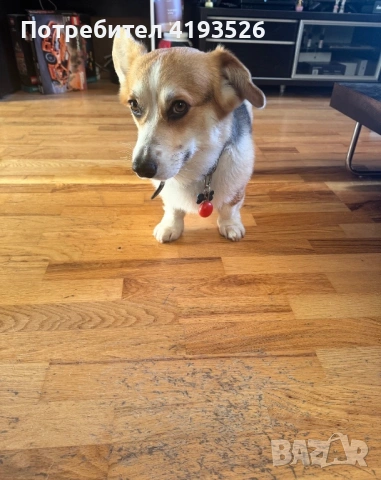 Продавам Уелско корги Пембрук трицветно с родословие, снимка 4 - Други - 54239157