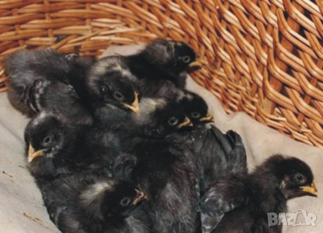 оплодени и проверени Яйца АМРОК -Разплодни яйца за люпене от кокошки породата Амрок, снимка 3 - Кокошки и пуйки - 54196528