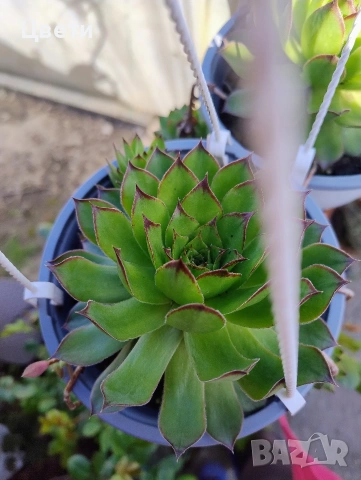 Продавам семпервивум 