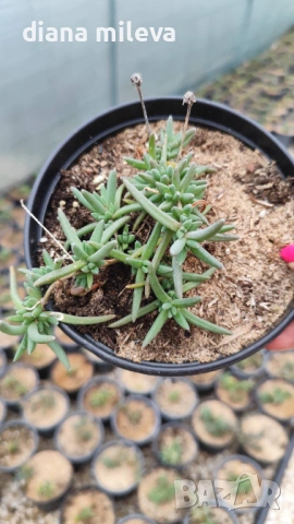 Делосперма (Delosperma cooperii), вечнозелено многогодишно сукулентно растение, снимка 12 - Градински цветя и растения - 53567133