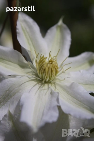 КЛЕМАТИСИ , снимка 3 - Градински цветя и растения - 54105054