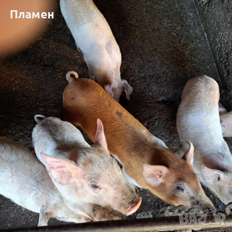 малки праснца, снимка 4 - Прасета - 53746924