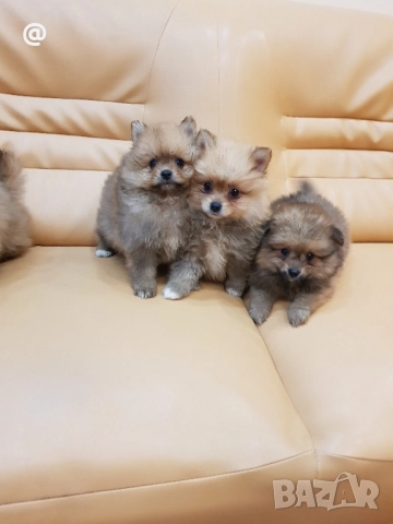 Померан померанчета Гр. София снимки от днес 05.12.2025г, снимка 9 - Померан - 52665938
