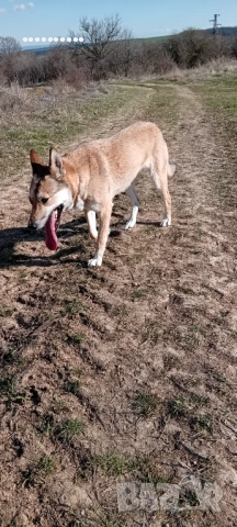 Малки кученца, снимка 3 - Други - 53696952