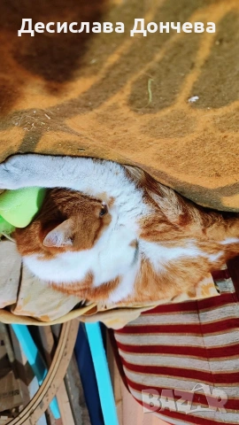 Коте Сами си търси дом, осинови го, снимка 8 - Други - 53033204