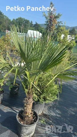 Палма Трахикарпус -22, снимка 9 - Градински цветя и растения - 50637983