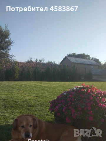 Косене на трева, снимка 1