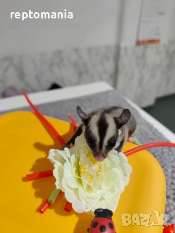 Захарна катеричка летяща торбеста катерица, снимка 4 - Други животни - 53143127