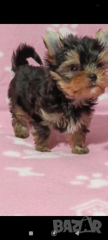 Мини Йоркширски териер момче , снимка 6 - Йоркширски териер - 54272895