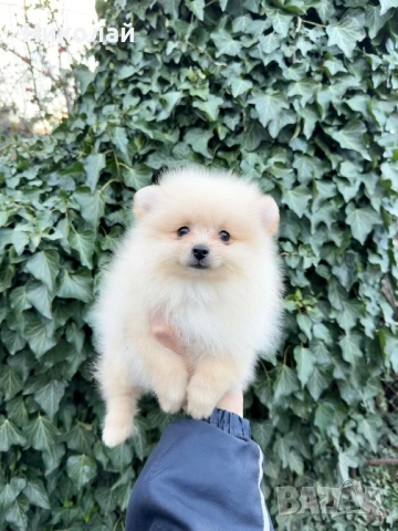 Померан мини момче със втора ваксина, снимка 6 - Померан - 53740684