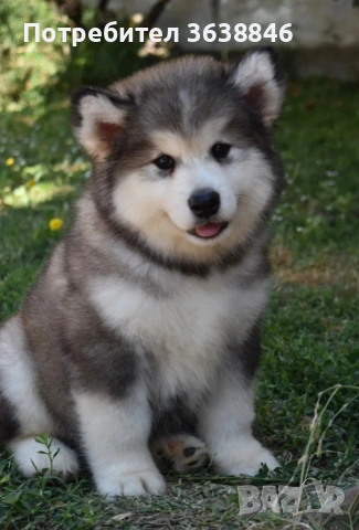 Аляски маламут, снимка 3 - Хъски - 53022106