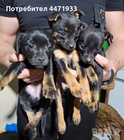 Пинчерчета на 60 дена, снимка 2 - Пинчер - 53761716