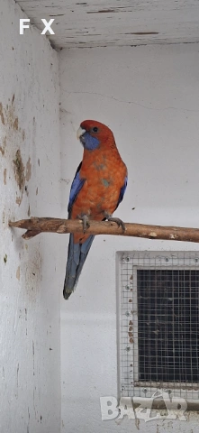 Penantovi rozeli, снимка 2 - Папагали - 54046521
