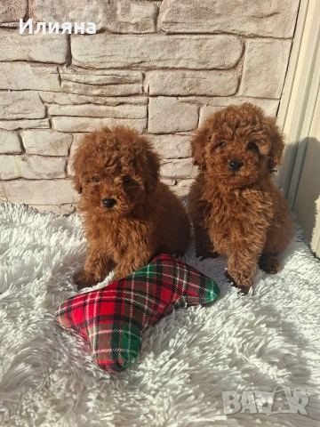 Пудел той момчета 