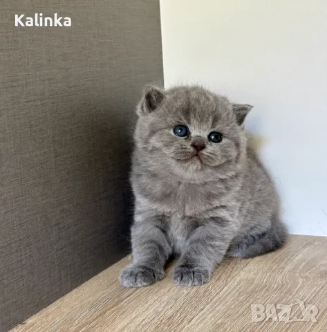 Чистокръвни сини британчета, снимка 2 - Британска късокосместа - 49778535