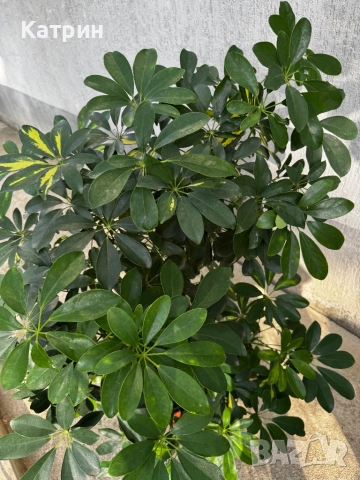 Шефлера - стайно растение , снимка 5 - Стайни растения - 51643277