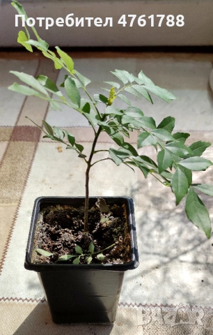 Къри лист - Murraya koenigii. Подправка., снимка 3 - Стайни растения - 54078956