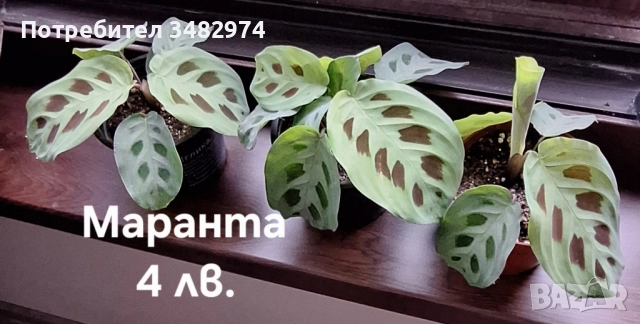 Предлагам стайни растения, снимка 2 - Стайни растения - 52260638