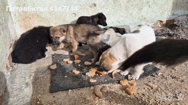 Подаряват се 6 малки кученца. , снимка 8 - Други - 53010116