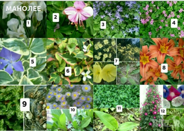 Цветя - 10 НЕЗАСАДЕНИ КОРЕНА В ЕДИН ПАКЕТ /видове по избор/ ЗА 20 ЛВ.