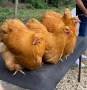 Продавам жълт Орпингтон., снимка 9