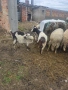 Овце и кози, снимка 2