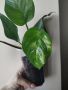 Епипремнум, epipremnum marble Green, снимка 1 - Стайни растения - 45413681