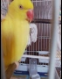 Женски папагал Александър, снимка 3