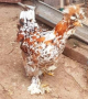 Продавам яйца от струмски стандарт, снимка 1 - Кокошки и пуйки - 44989646